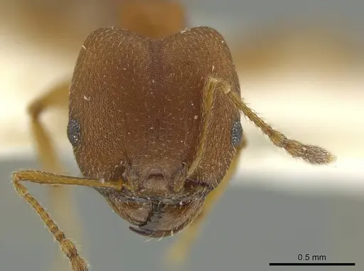 Pheidole fowleri specimen JTLC000016377 image jtlc000016377_2