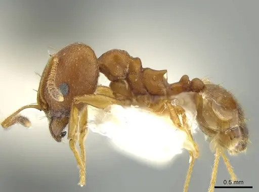 Pheidole fowleri specimen JTLC000016377 image jtlc000016377_3