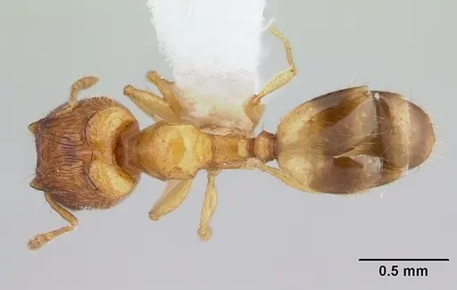 Pheidole fracticeps specimen CASENT0178024 image casent0178024_1