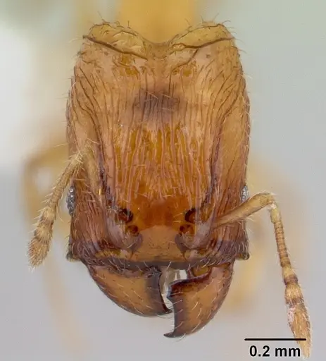 Pheidole fracticeps specimen CASENT0178024 image casent0178024_2