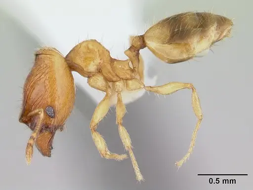 Pheidole fracticeps specimen CASENT0178024 image casent0178024_3