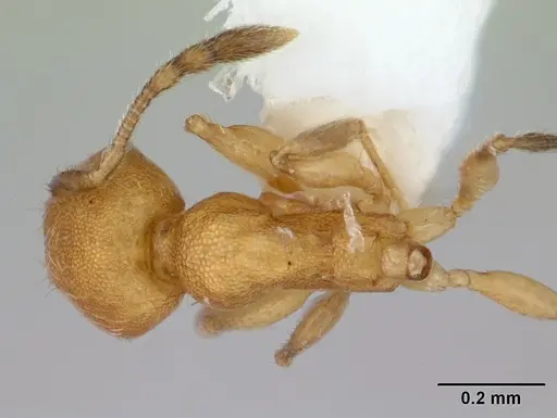 Pheidole fracticeps specimen CASENT0178025 image casent0178025_1