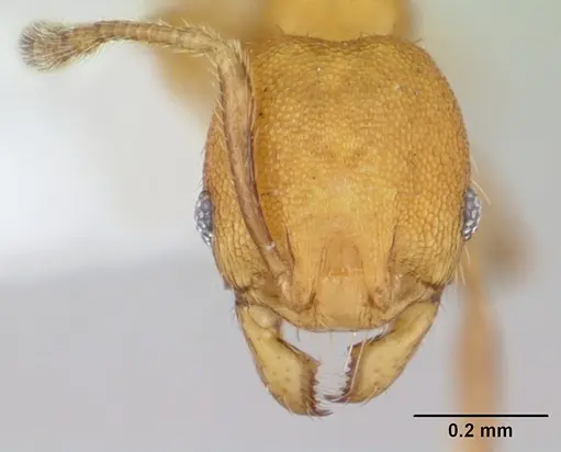 Pheidole fracticeps specimen CASENT0178025 image casent0178025_2