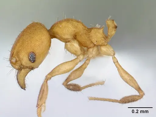 Pheidole fracticeps specimen CASENT0178025 image casent0178025_3