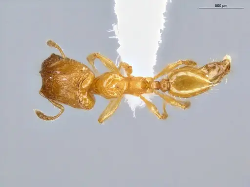 Pheidole fracticeps specimen ECOFOG-IT14-0819-48-S image ecofog-it14-0819-48-s_1