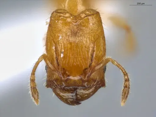 Pheidole fracticeps specimen ECOFOG-IT14-0819-48-S image ecofog-it14-0819-48-s_2