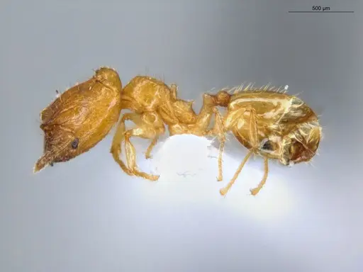 Pheidole fracticeps specimen ECOFOG-IT14-0819-48-S image ecofog-it14-0819-48-s_3