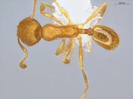 Pheidole fracticeps specimen ECOFOG-IT14-0832-11 image ecofog-it14-0832-11_1