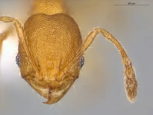 Pheidole fracticeps specimen ECOFOG-IT14-0832-11 image ecofog-it14-0832-11_2
