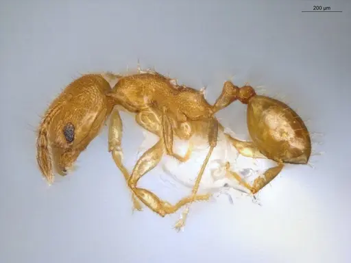 Pheidole fracticeps specimen ECOFOG-IT14-0832-11 image ecofog-it14-0832-11_3