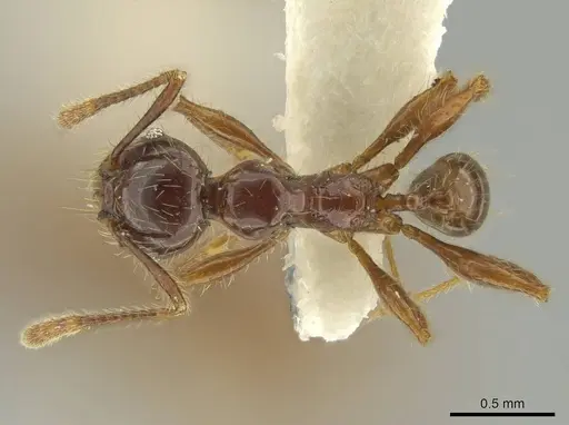 Pheidole fullerae specimen CASENT0644203 image casent0644203_1