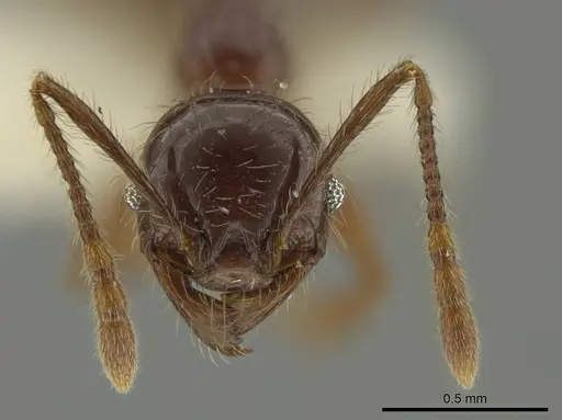 Pheidole fullerae specimen CASENT0644203 image casent0644203_2