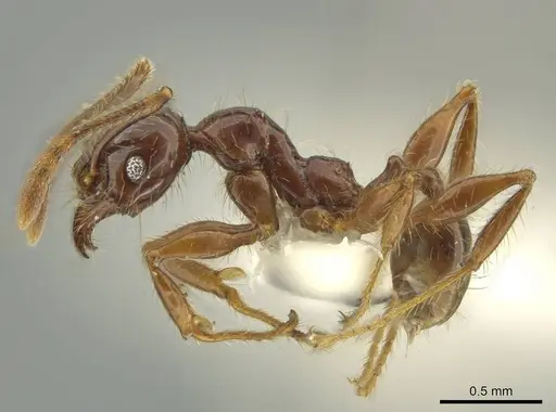 Pheidole fullerae specimen CASENT0644203 image casent0644203_3