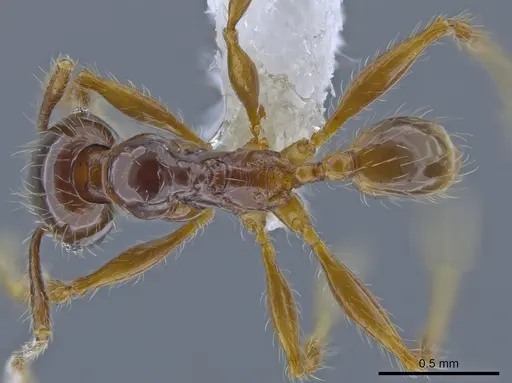Pheidole fullerae specimen CASENT0650592 image casent0650592_1