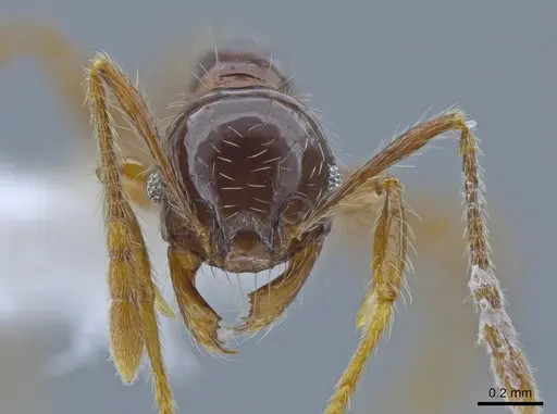 Pheidole fullerae specimen CASENT0650592 image casent0650592_2