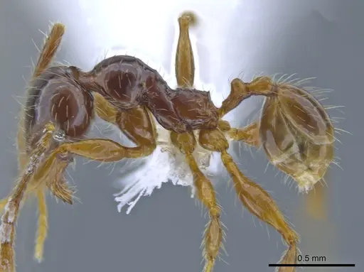 Pheidole fullerae specimen CASENT0650592 image casent0650592_3