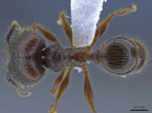 Pheidole fullerae specimen CASENT0650593 image casent0650593_1