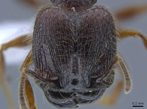 Pheidole fullerae specimen CASENT0650593 image casent0650593_2