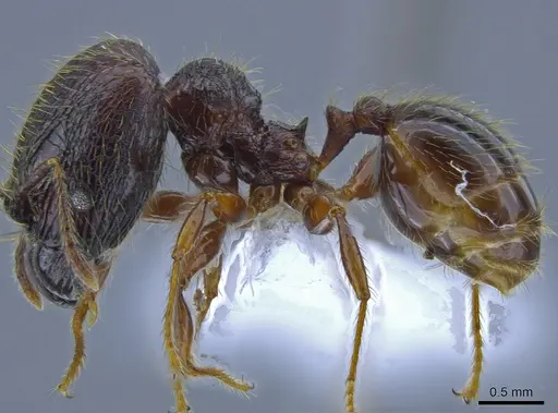 Pheidole fullerae specimen CASENT0650593 image casent0650593_3
