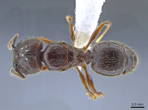Pheidole fullerae specimen CASENT0650594 image casent0650594_1