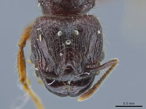 Pheidole fullerae specimen CASENT0650594 image casent0650594_2