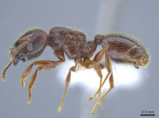 Pheidole fullerae specimen CASENT0650594 image casent0650594_3