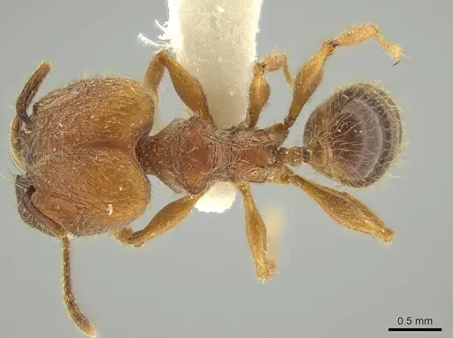 Pheidole fullerae specimen JTLC000016380 image jtlc000016380_1