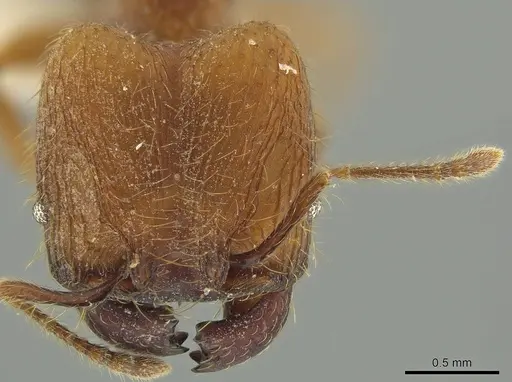 Pheidole fullerae specimen JTLC000016380 image jtlc000016380_2