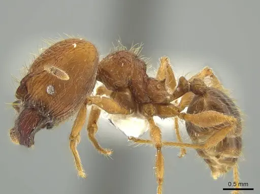 Pheidole fullerae specimen JTLC000016380 image jtlc000016380_3