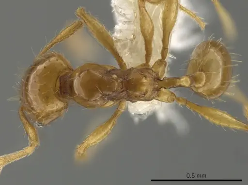 Pheidole funki specimen CASENT0645984 image casent0645984_1