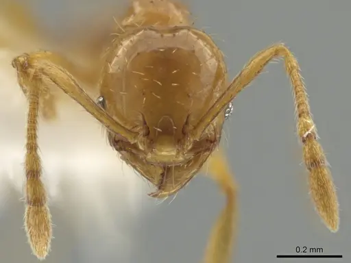 Pheidole funki specimen CASENT0645984 image casent0645984_2