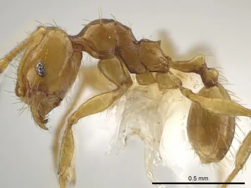Pheidole funki specimen CASENT0645984 image casent0645984_3