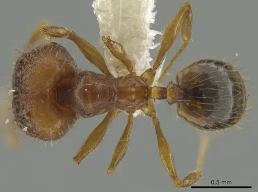 Pheidole funki specimen CASENT0646013 image casent0646013_1