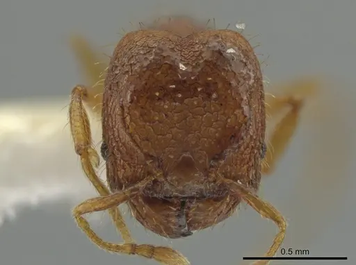 Pheidole funki specimen CASENT0646013 image casent0646013_2