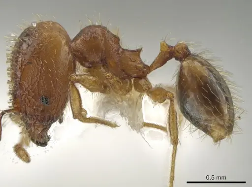 Pheidole funki specimen CASENT0646013 image casent0646013_3