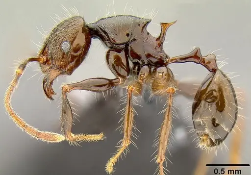 Pheidole furcata specimen CASENT0171025 image casent0171025_3