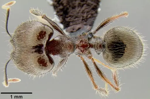 Pheidole furcata specimen CASENT0171111 image casent0171111_1