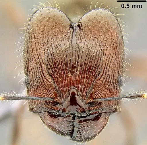 Pheidole furcata specimen CASENT0171111 image casent0171111_2