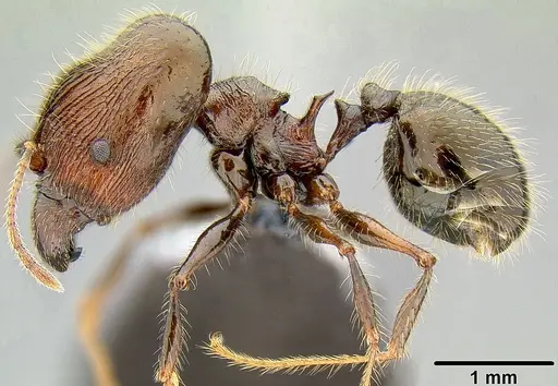 Pheidole furcata specimen CASENT0171111 image casent0171111_3