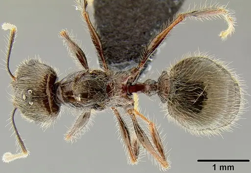 Pheidole furcata specimen CASENT0171112 image casent0171112_1