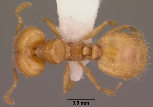 Pheidole furtiva specimen CASENT0102876 image casent0102876_1