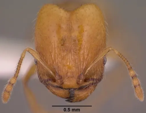 Pheidole furtiva specimen CASENT0102876 image casent0102876_2