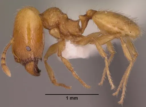 Pheidole furtiva specimen CASENT0102876 image casent0102876_3