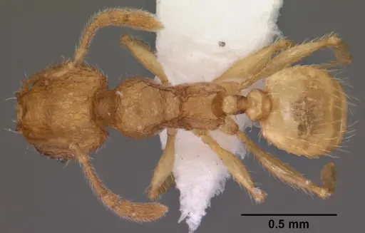 Pheidole furtiva specimen CASENT0102877 image casent0102877_1