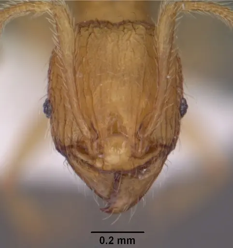 Pheidole furtiva specimen CASENT0102877 image casent0102877_2