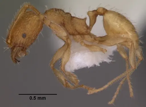 Pheidole furtiva specimen CASENT0102877 image casent0102877_3