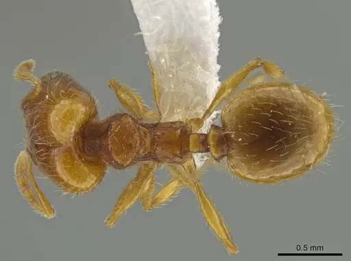 Pheidole furtiva specimen CASENT0613330 image casent0613330_1