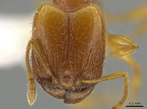 Pheidole furtiva specimen CASENT0613330 image casent0613330_2