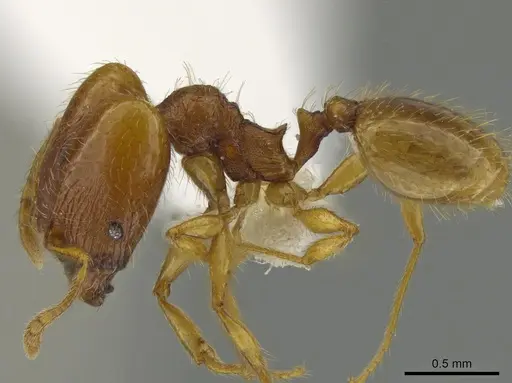 Pheidole furtiva specimen CASENT0613330 image casent0613330_3