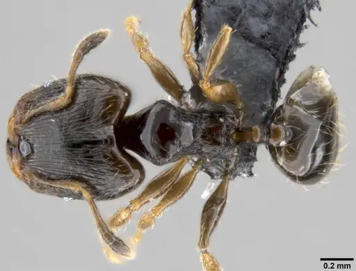 Pheidole fuscula specimen CASENT0219474 image casent0219474_1